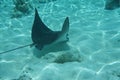 Spotted eagle ray Aetobatus narinari Royalty Free Stock Photo